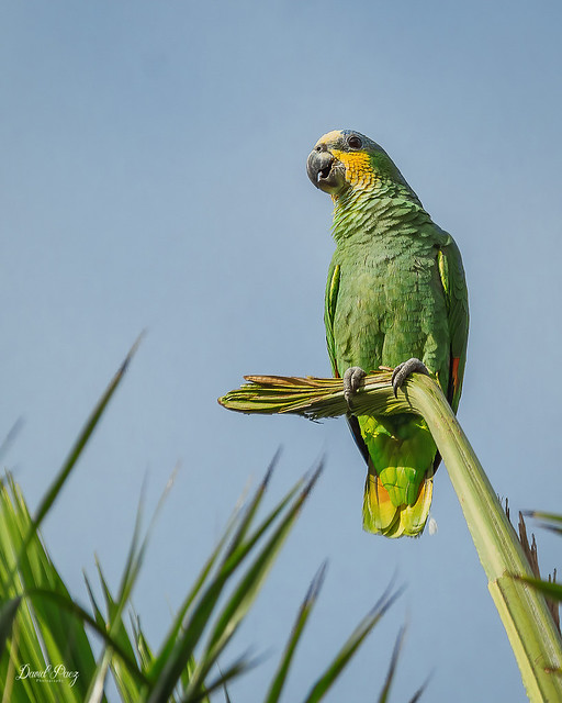 Oranged-Winged Parrot