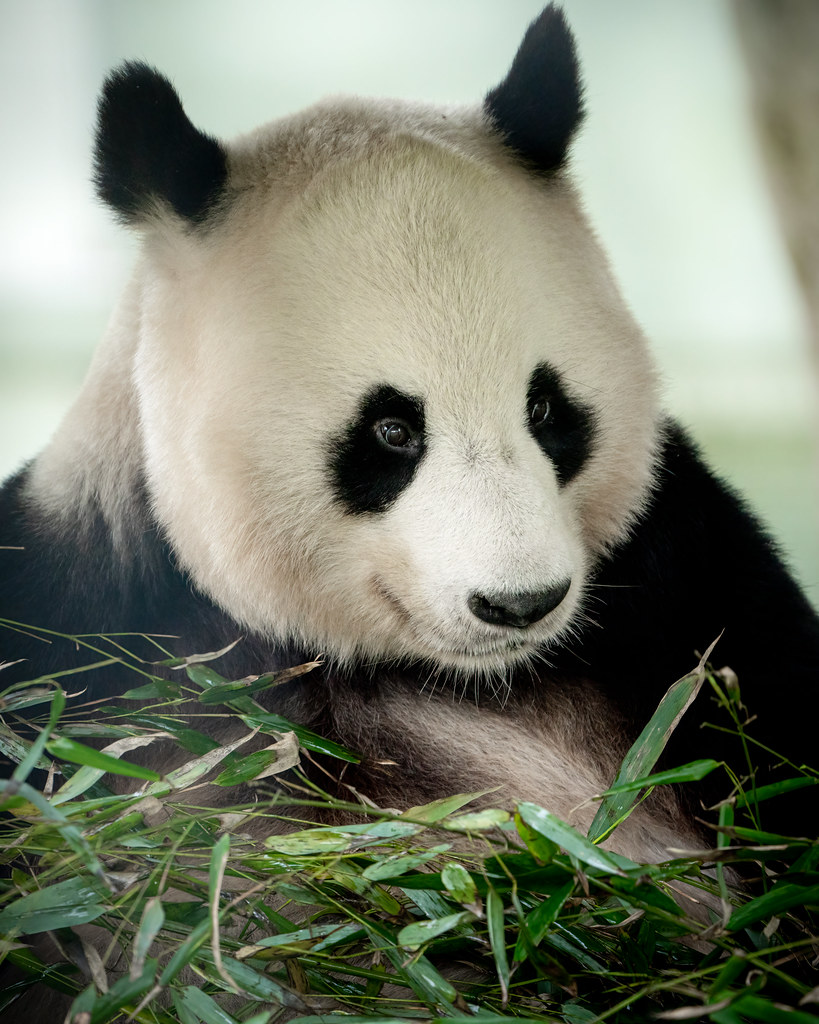 Panda Flickr Panda Portrait | It was great to finally see and take a phot… | Flickr