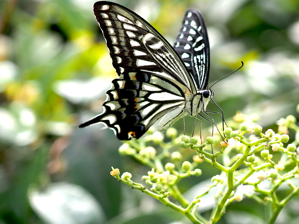 OMD EM1 9.16.2022 butterfly 1 | OLYMPUS DIGITAL CAMERA | Flickr