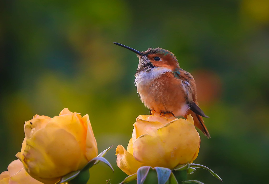 Allen's Hummingbird on yellow rose South Coast Botanic Garden                      169 SCBG   Southern California_