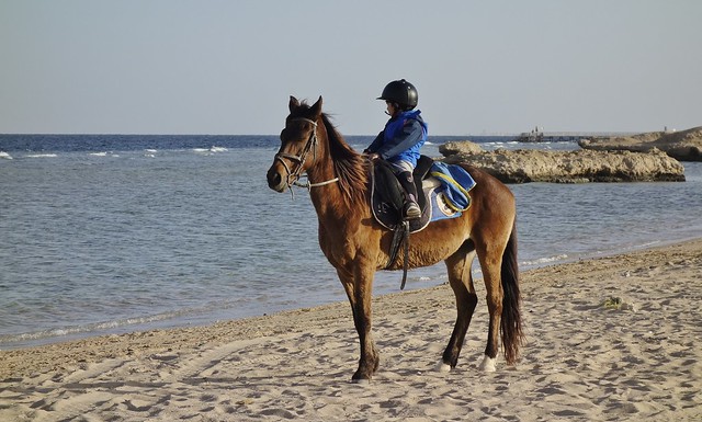 ÄGYPTEN, Makadi Beach bei Hurghadi,  (2nd series - Horses and  sea) Knirps mit Pferd, 80085/21085