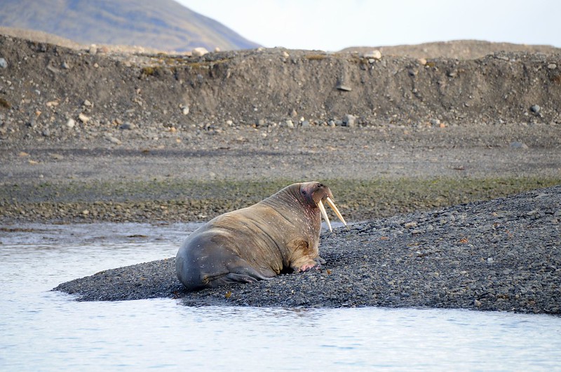 9.- Glaciares, fósiles, ballenas y morsas - Islandia e Islas Svalbard (2)