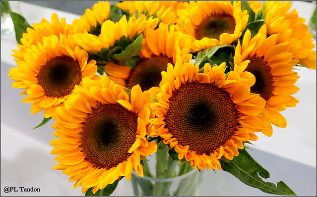 Ornamental Sunflower Bouquet