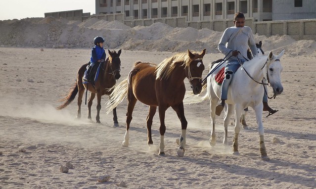 ÄGYPTEN, Makadi Beach bei Hurghadi,  (1st series - Horses) Ausritt ,  80084/21084