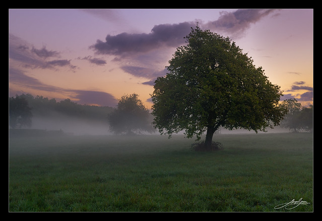 Misty morning in the fields #2