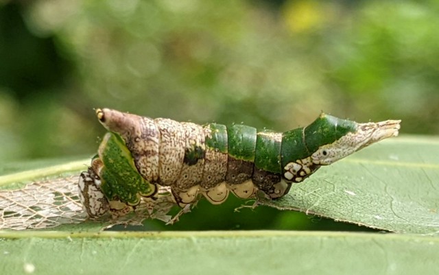 White-streaked Prominent