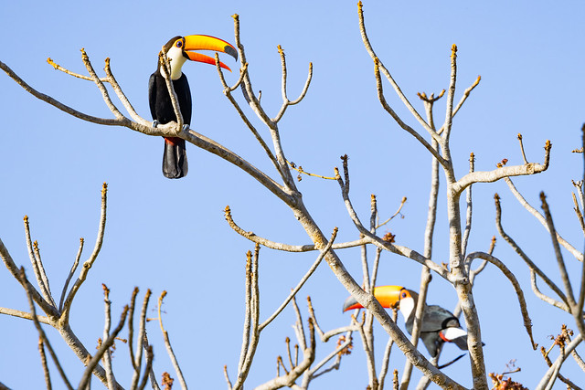 Toucan Chat