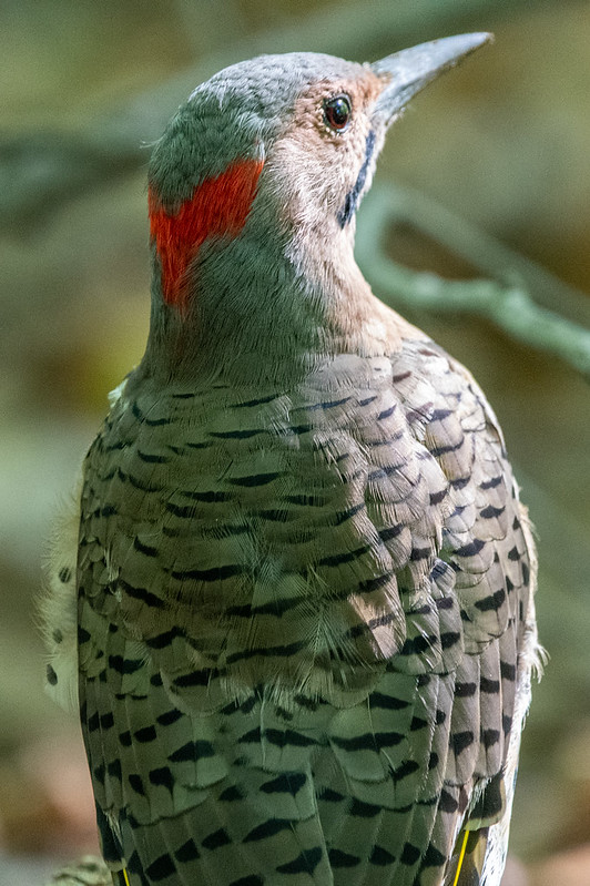 northern-flicker-yellow-shafted-group-male-6877