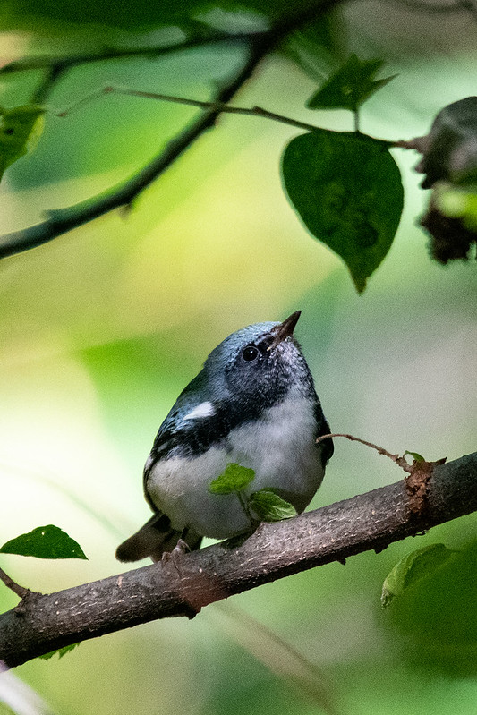 black-throated-blue-warbler-6754