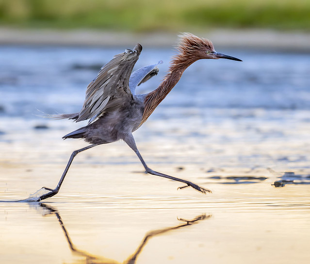 Beep, beep! Beach Runner. Reddish Egret is mad about fish at Fort de Soto.