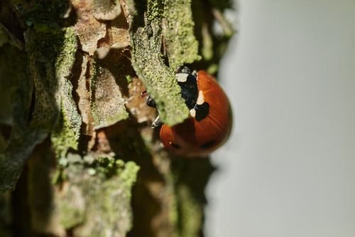Yashica ML 100mm f3.5 Macro | Flickr