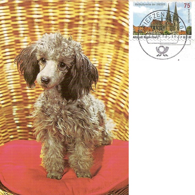 Germany - Poodle postcard + Stamp