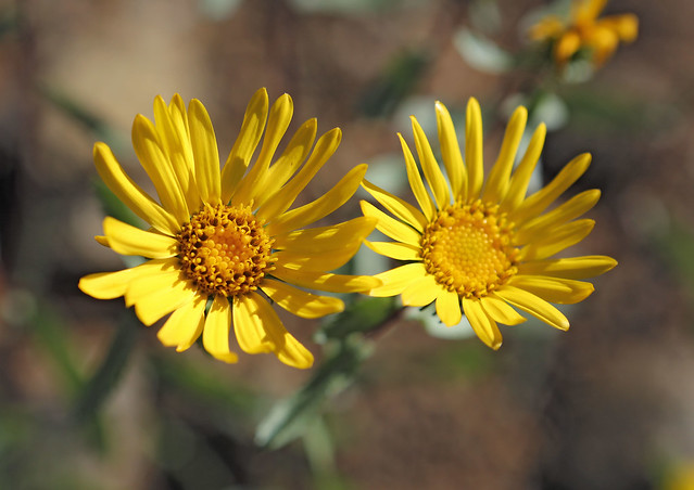 Curly-cup Gumweed