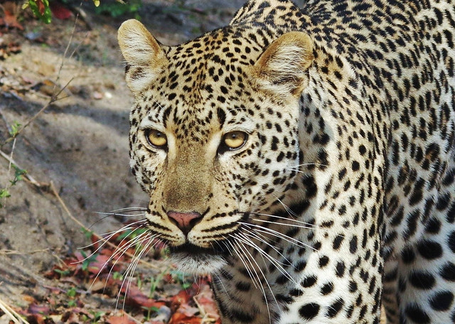 Leopard On The Prowl (Panthera pardus)