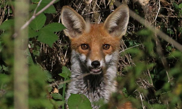Red Fox, 17092022, 01 f