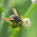 Flickr photo 'Meet the European Paper Wasp' by: Phil's 1stPix.