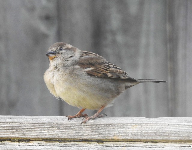 House Sparrow - Morwick Farm