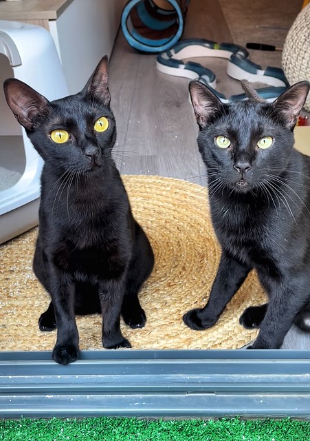 Black, gato pantera ojos verdes mimosón y esterilizado, nacido en Junio´21, en adopción. Valencia. ADOPTADO. 52364127510_4e74a499c2_z