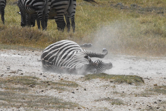 Zebra taking a dust bath - Ngorongoro Crater