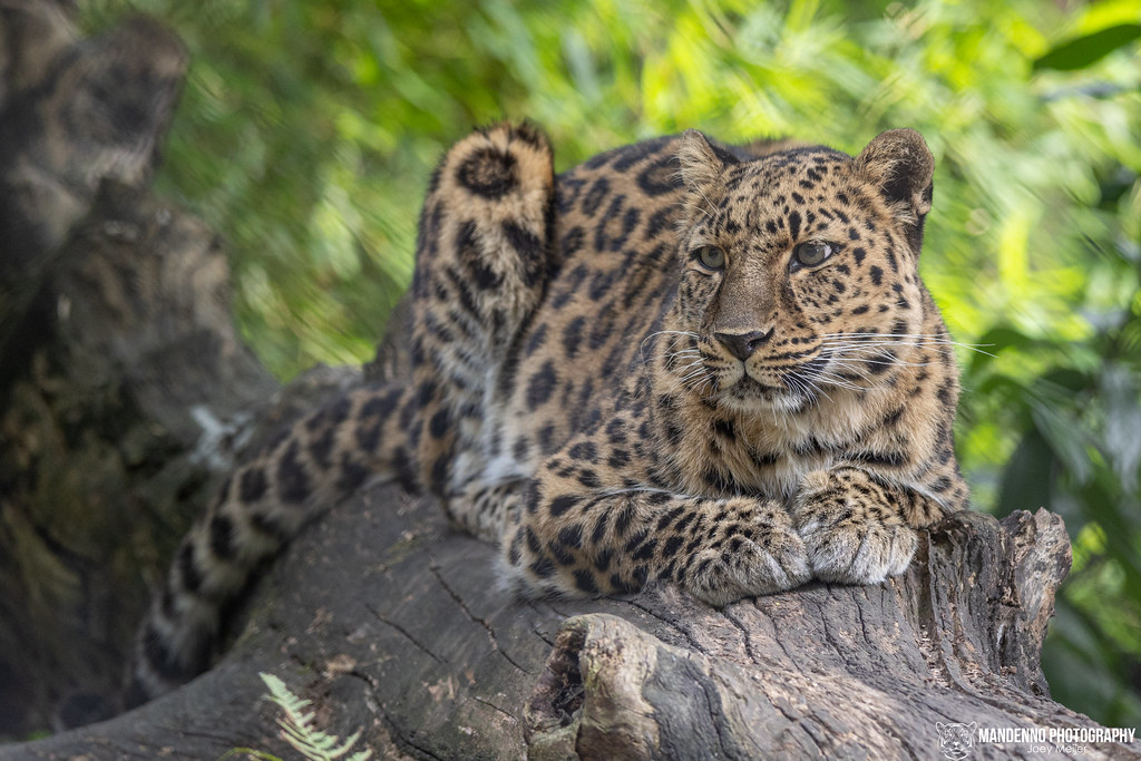 Amur Leopard - Diergaarde Blijdorp / Rotterdam Zoo