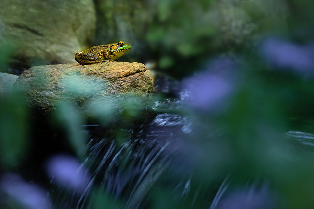 The Frog on a Rock