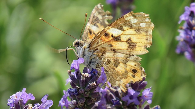 Multitasking butterfly; slurping nectar and waving leg :)