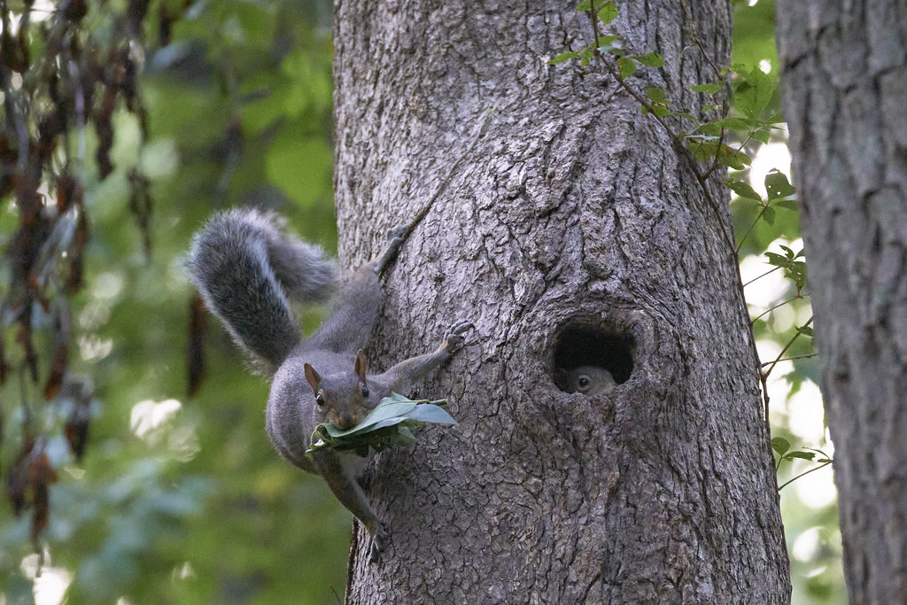 Protective mother squirrel | Tim Hulley | Flickr