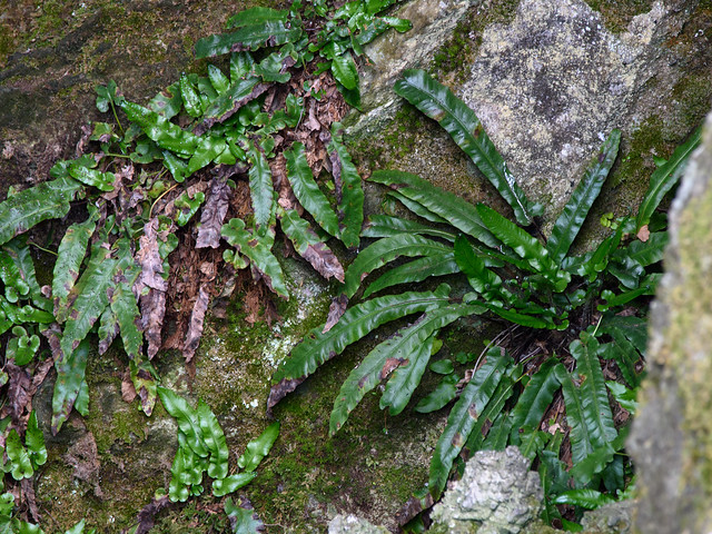 Asplenium scolopendrium subsp. antri-jovis
