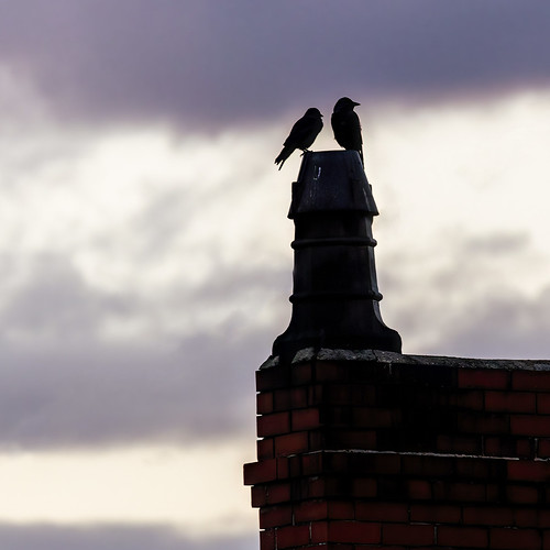 122picturesin2022 birds crow chimney silhouette sunrise corvid