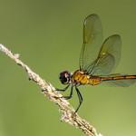 _GTL1052-CR3_DxO_DeepPRIME Four-spotted Pennant dragonfly (female)