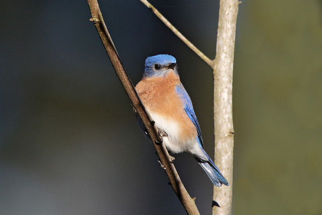 Eastern Bluebird