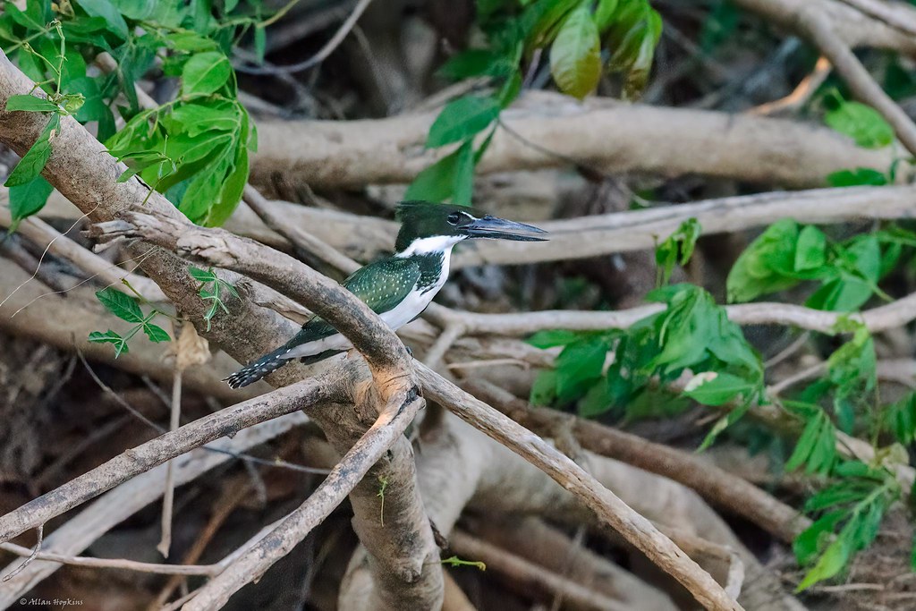 Amazon Kingfisher (Chloroceryle amazona) - female