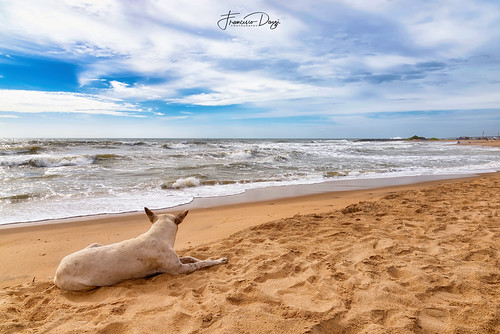 Dog resting in Negombo beach by Francesco Dazzi, <a href="http://www.francescodazzi.com" rel="noreferrer nofollow">FRANCESCO DAZZI PHOTOGRAPHY</a> 

