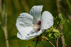 Swamp Rosemallow Flower