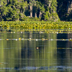 _GTL0917-CR3_DxO_DeepPRIME Wood Duck (male), on the lake