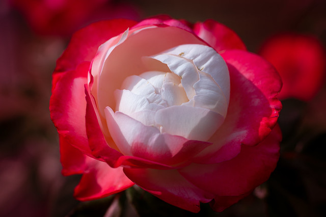Red white rose
