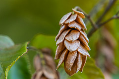 Eastern Hophornbeam Fruit