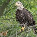 Flickr photo 'Coming of Age Bald Eagle at Bombay Hook' by: Phil's 1stPix.
