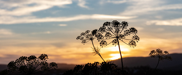 Dill with flowers at sunset