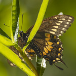 _GTL1044-CR3_DxO_DeepPRIME Black Swallowtail butterfly