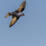 _GTL0827-CR3_DxO_DeepPRIME Purple Martin (male), flying