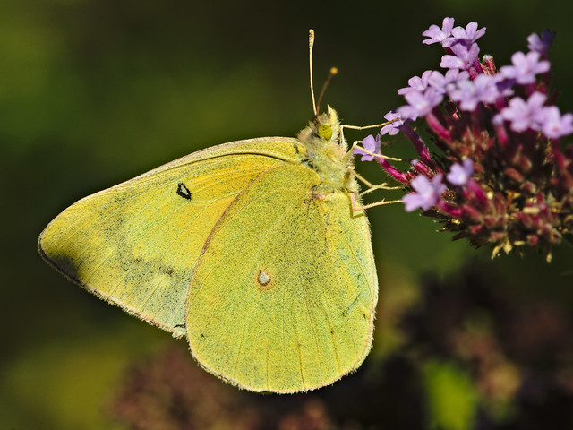 Clouded Yellows Butterfly
