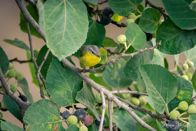 Grey-Hooded Warbler (PB2_6466)