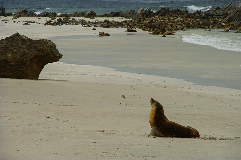Seal Bay Conservation Park, Kangaroo Island (South Australia)