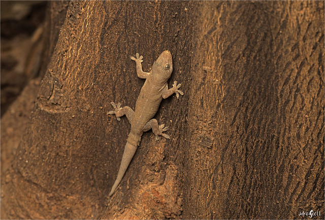 Yellow-bellied Gecko (Phyllodactylus tuberculosus)