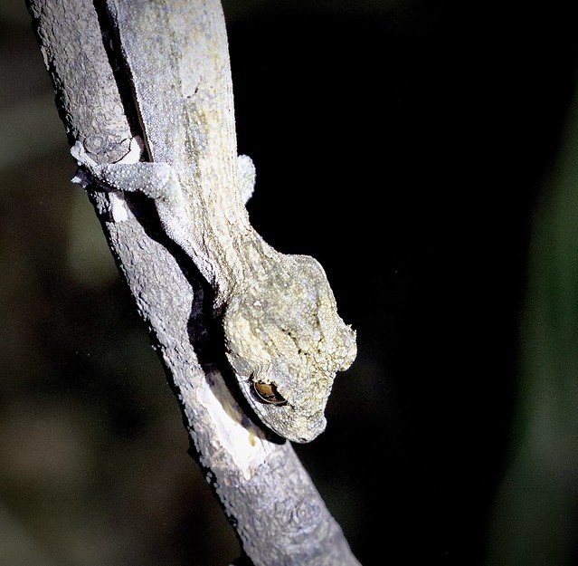 Moss Leaf-tailed Gecko, Ankarafantsika National Park, Madagascar, 09-07-18