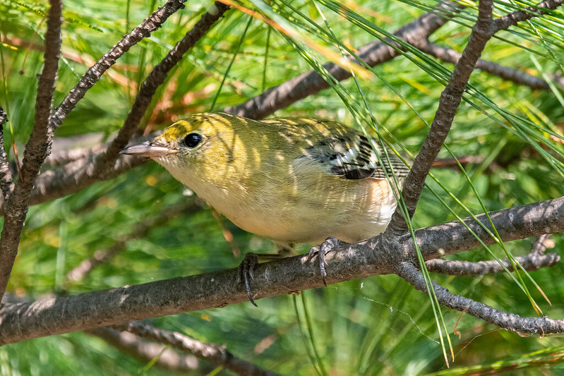 bay-breasted-warbler-7712
