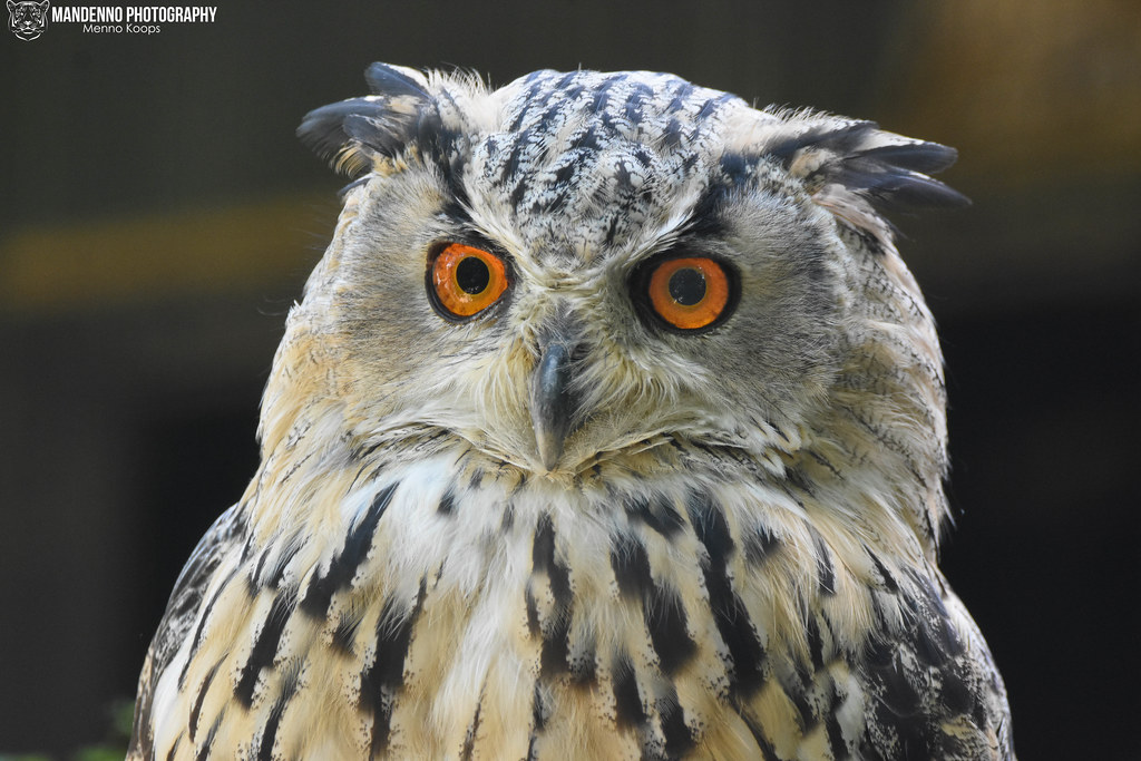 Siberian eagle owl - Pakawipark