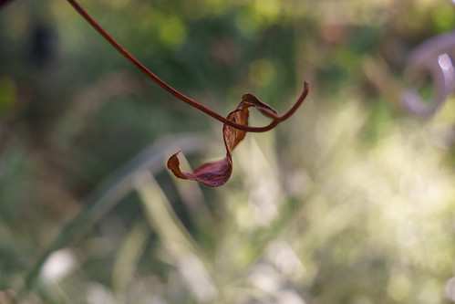 Enna Munchen Ennalyt Macro 28mm F3.5 | Flickr