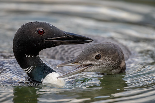 Common Loons (Gavia immer)